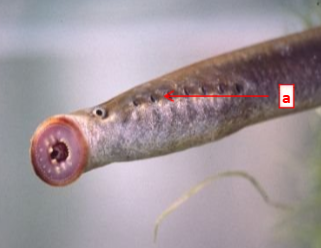 <p>Lampreys have one nostril for ________ only, and they are free-living <strong>OR</strong> ectoparasites.</p>