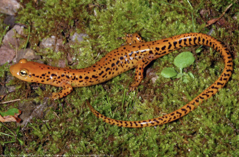 <p>long-tailed salamander</p><p>super long tail!</p><p>highly terrestrial as adults - mines, cave mouths, springs, streams</p>