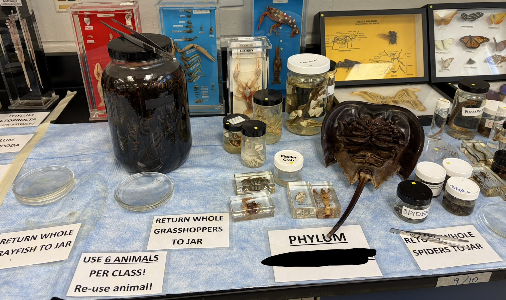 <p>What phylum are these in?</p>