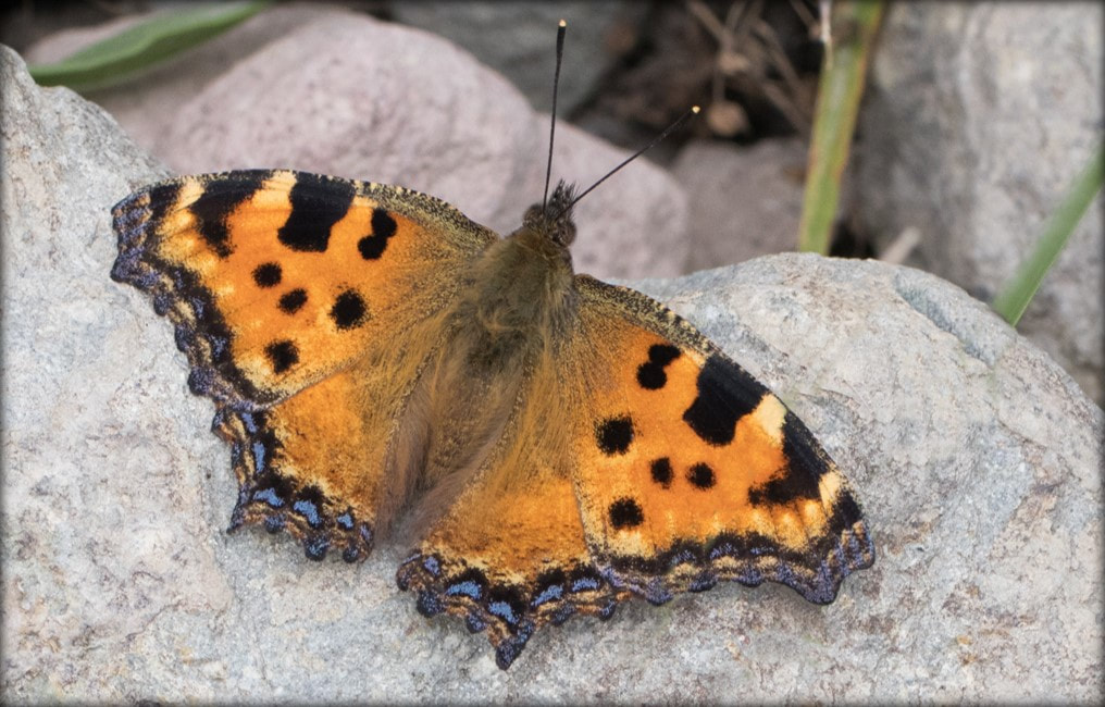 <p>rad:</p><p>druh:</p>