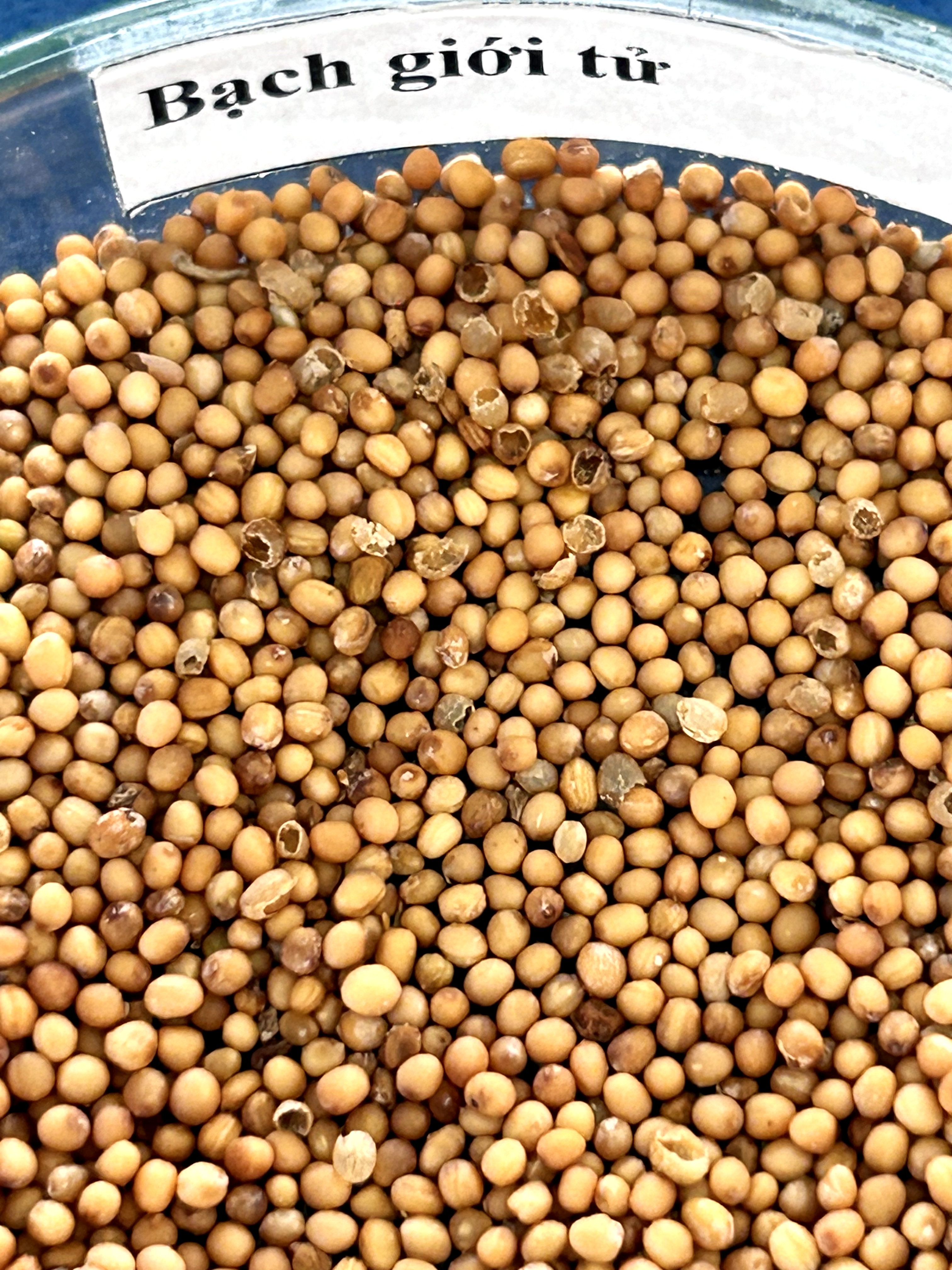 <p>bạch giới tử</p>