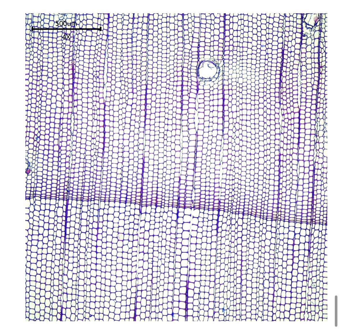 <p>What cell type is this made of </p>