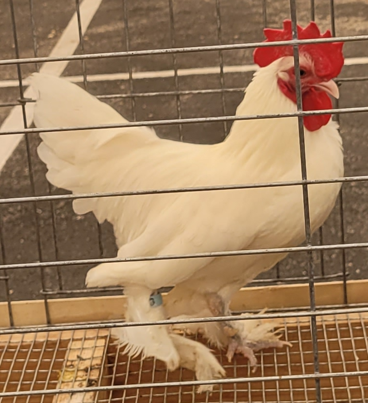 <p>What kind of Cock is this?</p>