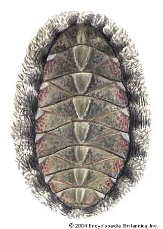 <ul><li><p>chitons</p></li><li><p>marine</p></li><li><p>8 plated shell</p></li></ul><p></p>