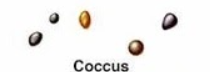<p>Individual little balls </p>