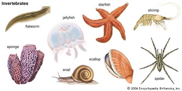 <p>invertebrate</p>