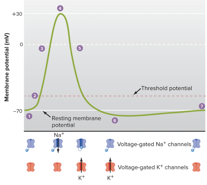 <p>Describe the phases of action potential?</p>