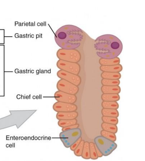 <p>contain different types of cells that secrete a variety of enzymes, including HCl, which activates the protein-digesting enzyme pepsin.</p>