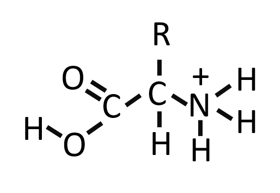 <p>In the protein buffering system, what would favor this structure?</p>
