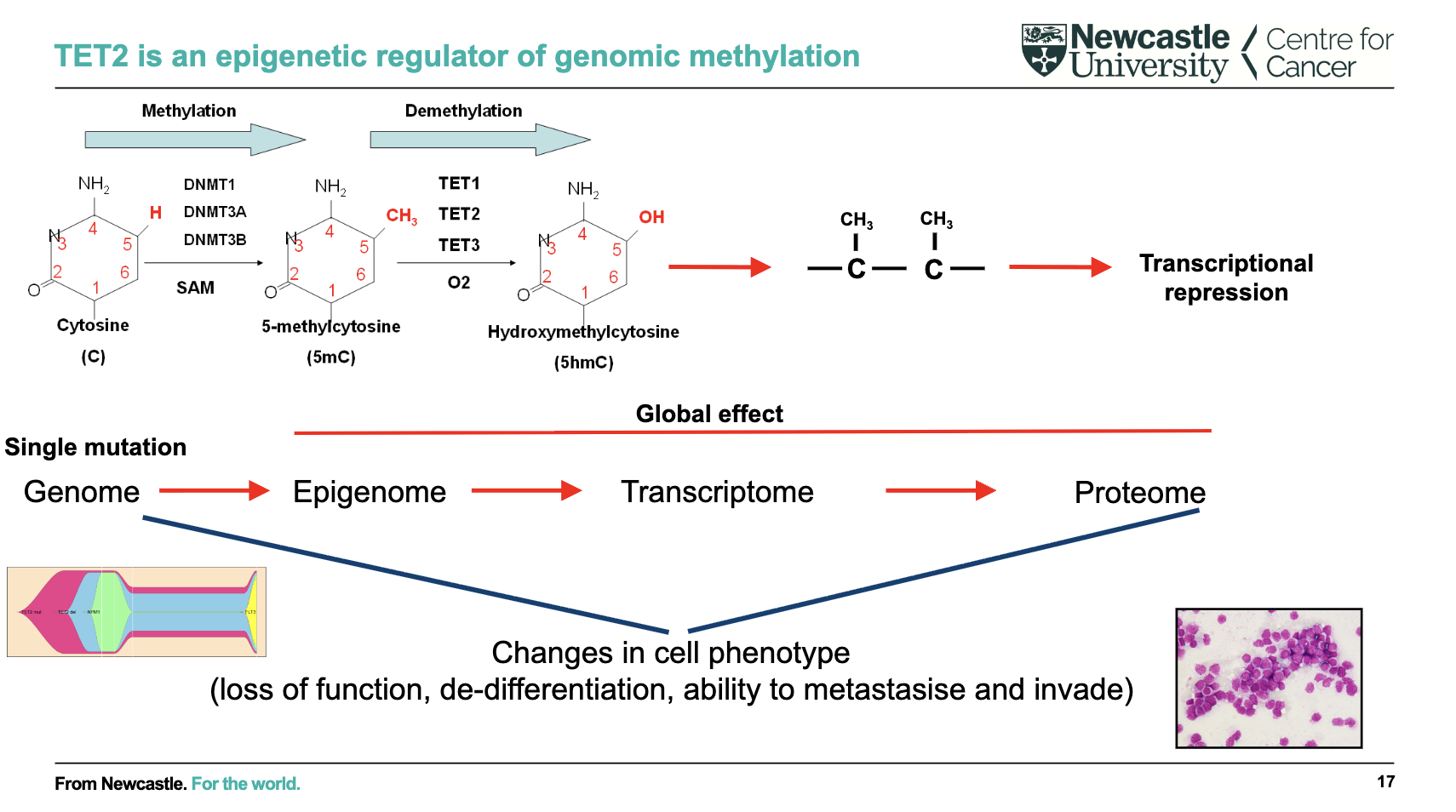 <ul><li><p><strong>TET2 regulates DNA methylation</strong> (epigenetic control)</p></li><li><p>Converts <strong>methylated cytosine → hydroxymethylcytosine</strong> (demethylation pathway)</p></li><li><p>Methylation → <strong>transcriptional repression</strong></p></li><li><p><strong>Single mutation effect:</strong><br>Genome → Epigenome → Transcriptome → Proteome</p></li><li><p>Leads to <strong>global changes in gene expression</strong></p></li><li><p>Results in altered cell phenotype:</p><ul><li><p>Loss of function</p></li><li><p>De-differentiation</p></li><li><p>Increased invasion/metastasis</p></li></ul></li></ul><p></p>