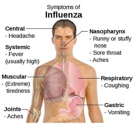 <p>Direct → skin-to-skin</p><p>Indirect → fomite transfer, objects …</p><ul><li><p>It replicates in epithelial cells through respiratory system </p></li></ul><p>IMPACT :</p><ul><li><p>Lethargy , cough, sneeze , fever </p></li></ul><p></p>