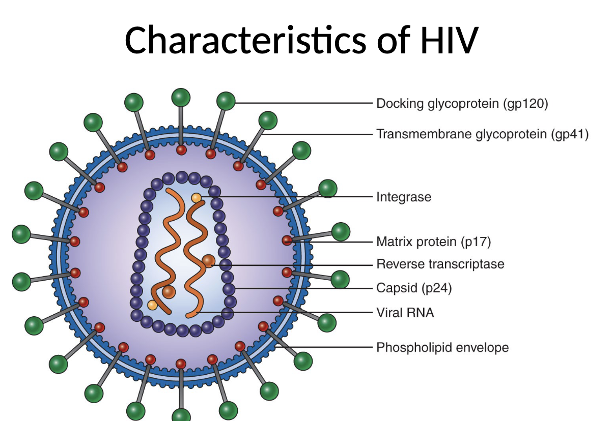 <ul><li><p>retrovirus</p></li><li><p>contains 2 copies of ssRNA</p></li><li><p>reverse transcriptase transcribes viral RNA into DNA</p></li><li><p>surrounded by protein coat (capsid)</p></li><li><p>outer envelope of glycoproteins embedded in lipid bilayer</p></li></ul><p></p>