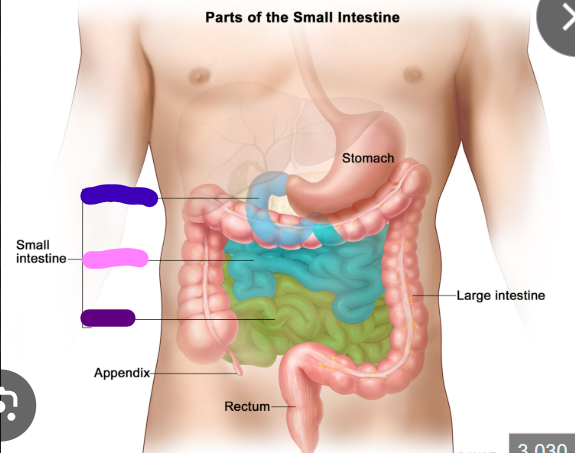 <p>what component of the small intestine is shown in purple </p>