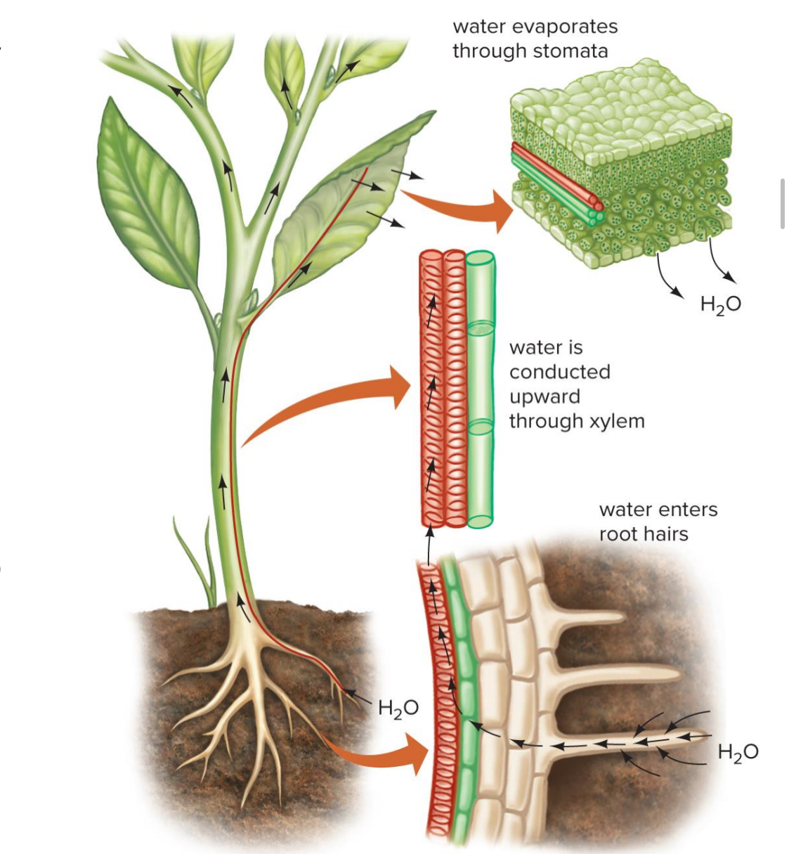 <p>Where does the water move throughout the plant?</p>