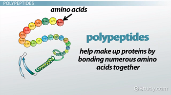<p>A linear polymer chain of amino acids linked together by covalent peptide bonds</p><ul><li><p>a linear polymer chain of amino acids linked together by covalent peptide bonds. It serves as the primary structural building block that folds into a functional protein</p></li></ul><p></p>