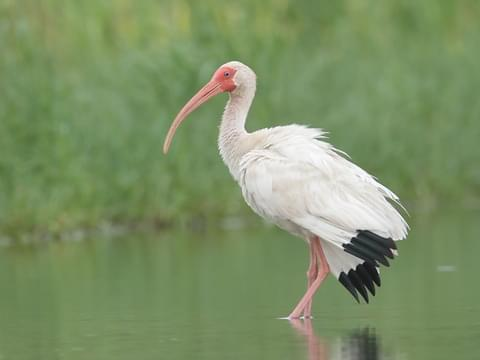 <p>Common:</p><p>Order:</p><p>Family:</p>