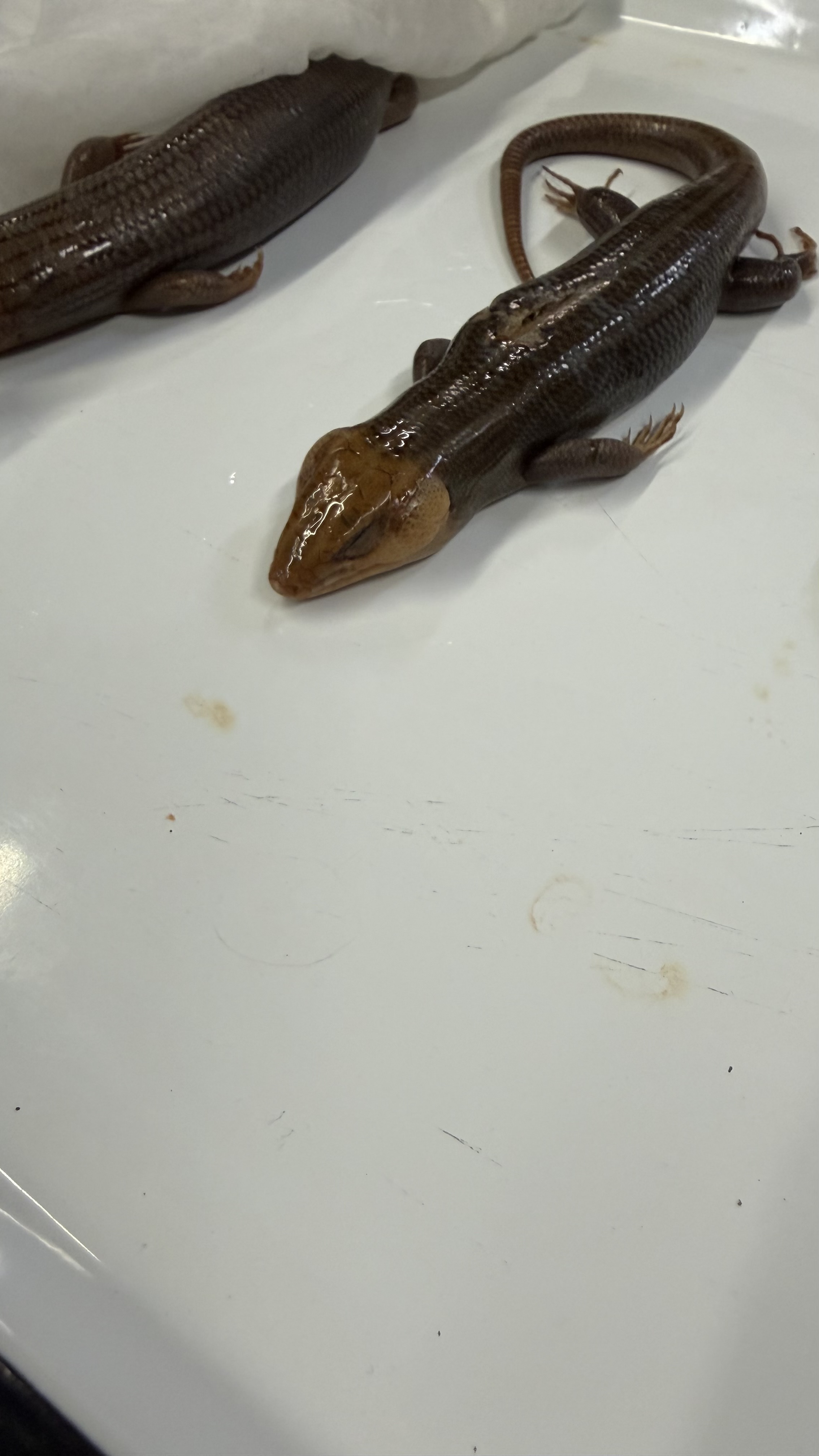 <p><strong>Broad </strong>headed lizard</p><ul><li><p>pretty distinguishable because of it’s enlarged head</p></li></ul><p></p>