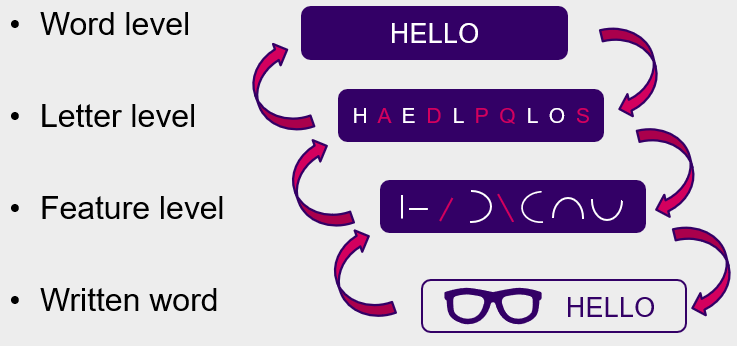 <ul><li><p><span>Recognition units at 3 levels:</span></p></li></ul><ol type="1"><li><p><span>Feature level</span></p></li><li><p><span>Letter level</span></p></li><li><p><span>Word level</span></p></li></ol><ul><li><p><span>Involves parallel processing</span></p></li><li><p><span>Bottom-up and top-down processes interact</span></p></li></ul><p></p>