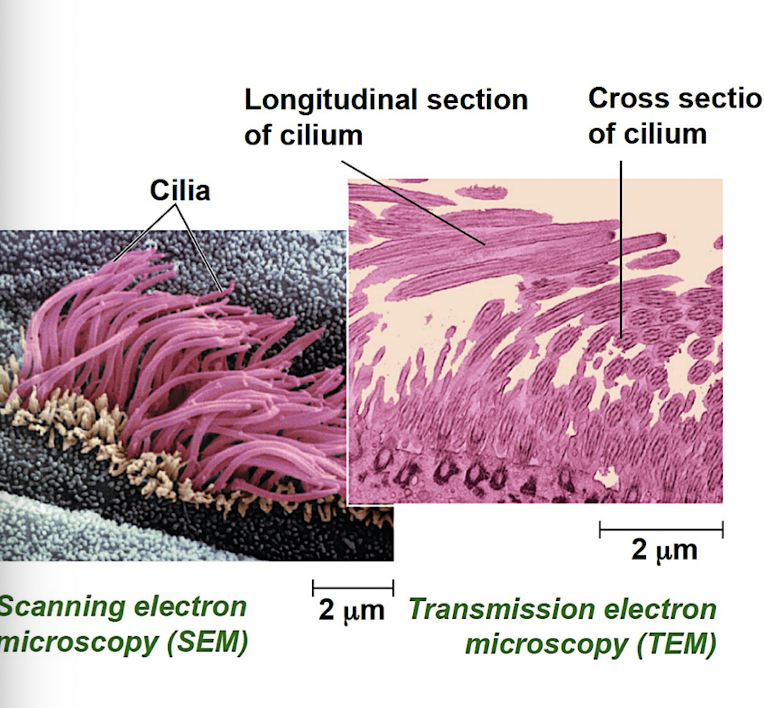 <ul><li><p>Scanning electron microscope (SEM): focus beam of electrons onto the surface of specimen producing 3D images</p></li><li><p>Transmission electron microscope (TEM): focus beam of electrons through a specimen to study internal structure of cells</p></li></ul><p></p>