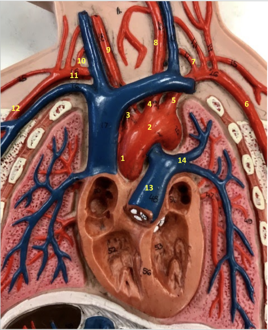 <p>1. Ascending aorta</p><p>2. Aortic arch</p><p>3. Brachiocephalic artery</p><ul><li><p>Supplies blood to the right shoulder and arm, and right halves of the neck and head. Notice how it branches off into 11 &amp; 9, which goes to the shoulder (11) and neck (9).</p></li></ul><p>4. Left common carotid artery</p><ul><li><p>Supplies blood to the left halves of the neck and head</p></li></ul><p>5. Left subclavian artery</p><ul><li><p>Supplies blood to the left shoulder and arm.</p></li></ul><p>6. Left axillary artery</p><p>7. Left vertebral artery</p><p>8. Left common carotid artery</p><p>9. Right common carotid artery</p><p>10. Right vertebral artery</p><p>11. Right subclavian artery</p><p>12. Right axillary artery</p><p>13. Pulmonary trunk</p><p>14. Left pulmonary artery </p><p></p>