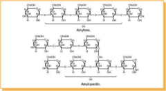 <p>amylose and amylopectin</p>
