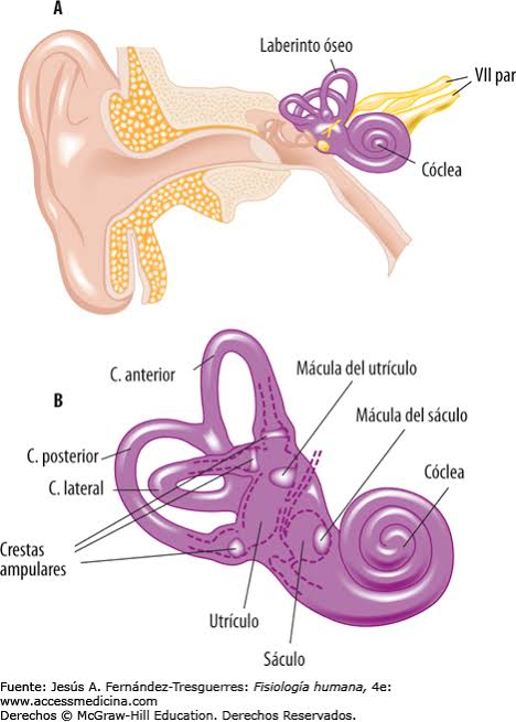 <ul><li><p><strong><em>Perilinfa:</em></strong> Transmet la vibració de la cadena de demanetes.</p></li><li><p><strong><em>Endolinfa:</em></strong> Estimula les cèl·lules ciliades de l'<strong>Òrgan de Corti</strong> (receptor de l'audició), que transforma l'estímul mecànic en elèctric.</p></li></ul><p></p>