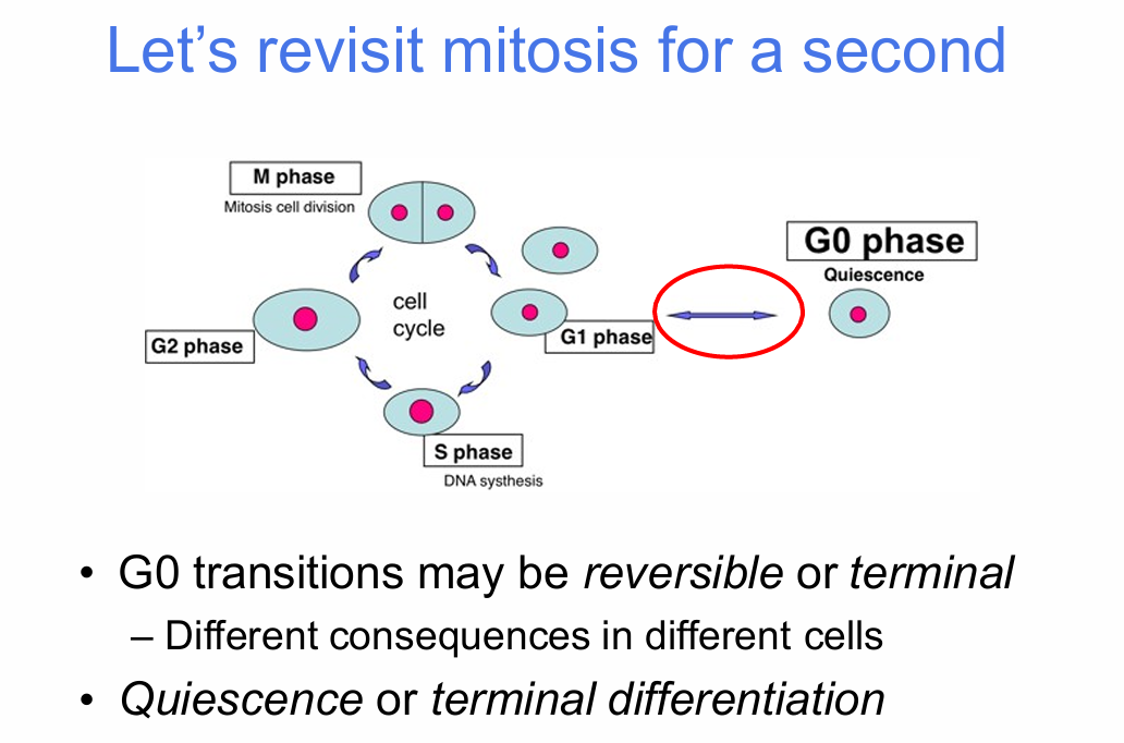 <p>- G1 phase</p><p>- S phase — DNA synthesis</p><p>- G2 phase</p><p>- M phase — mitosis/cell division</p><p>- G0 phase — quiescence</p>