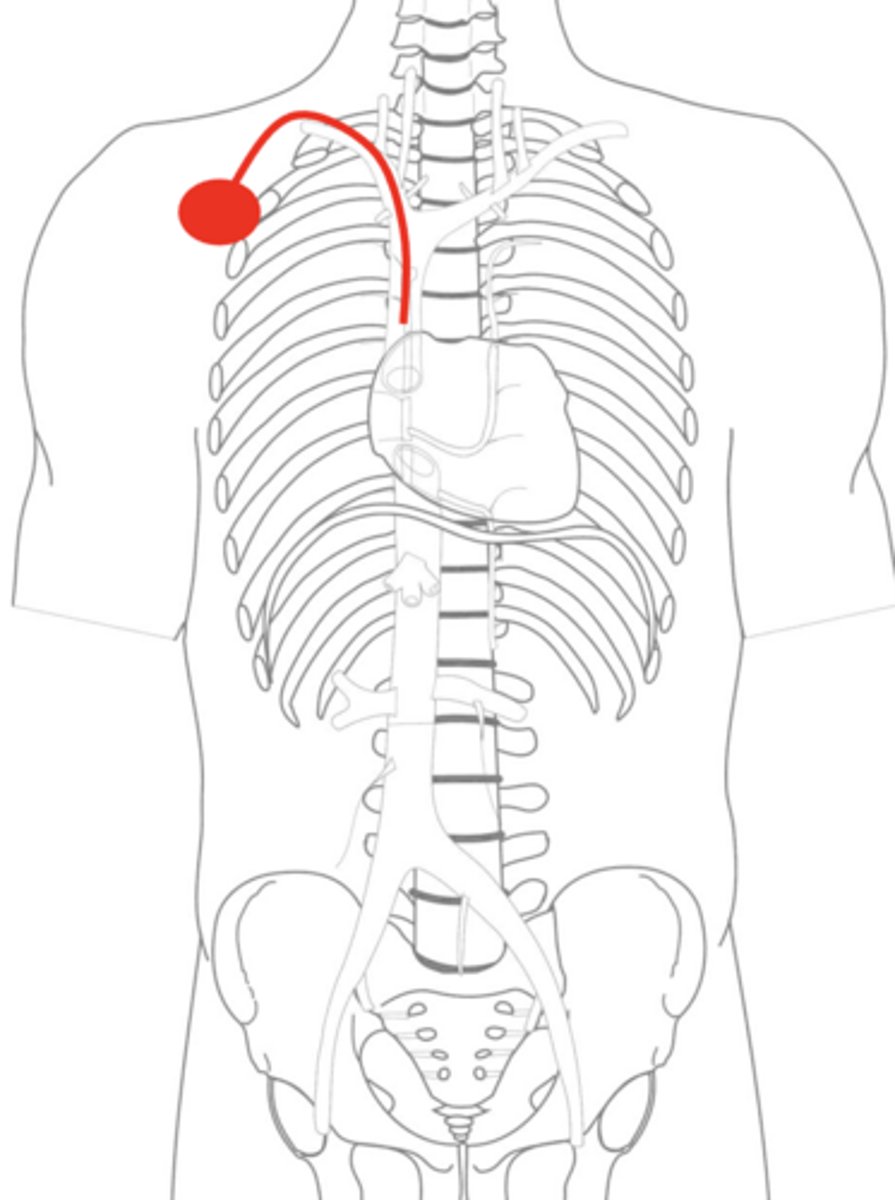 <p>ends just superior to right atrium</p>