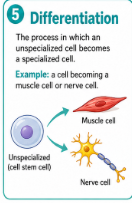 <p>The process in which an unspecialized cell changes into a specialized cell with a certain job.<br>Example: A developing cell can become a muscle cell or nerve cell.</p>
