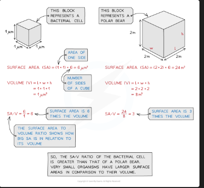 <p>SA = 6 × (side length)². Volume = (side length)³. SA:V = SA ÷ volume</p>