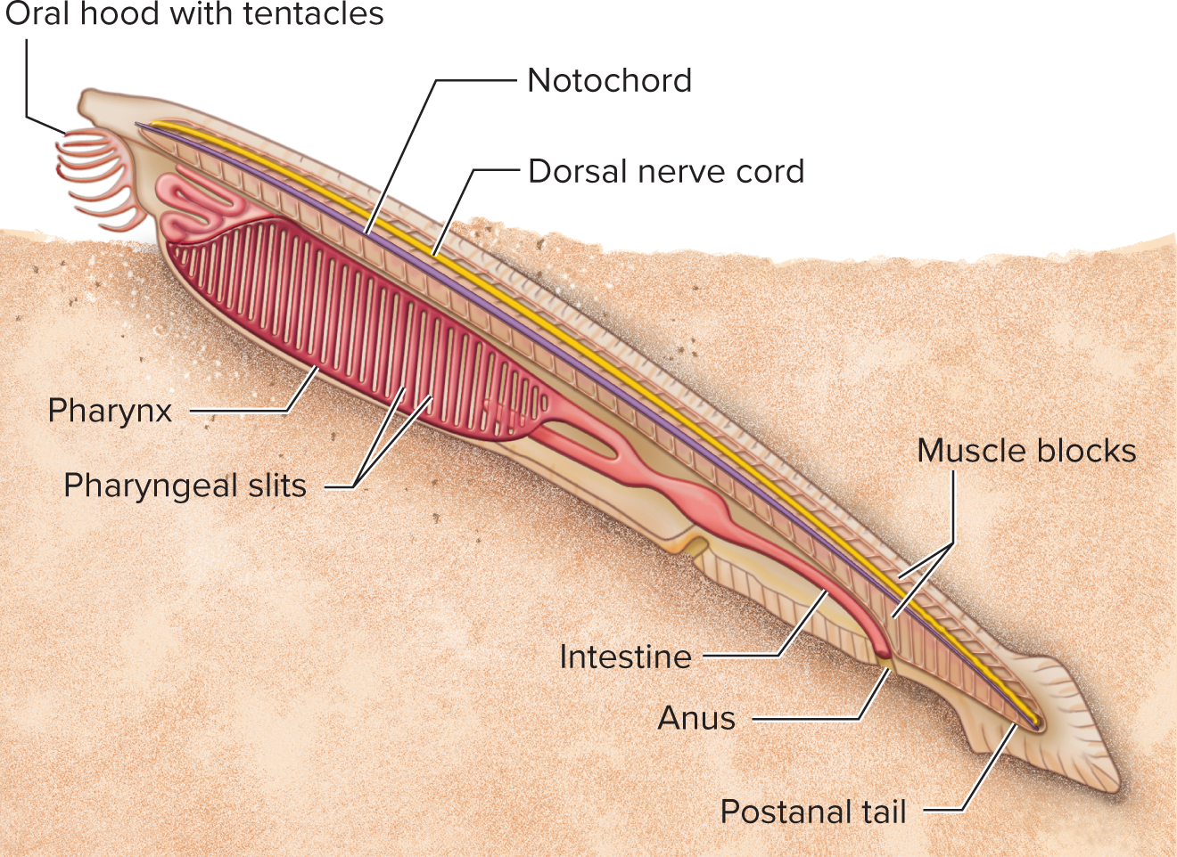 <p>The notochord is a flexible rod providing skeletal support — present in all chordate embryos. In most vertebrates it is replaced by or develops into the <strong>vertebral column (backbone</strong>).</p>