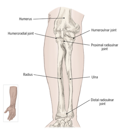 <p>humeroradial joint</p>