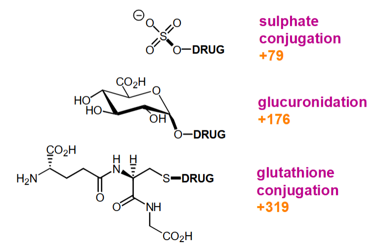 <p>Produces highly polar groups or conjugates for excretion</p>