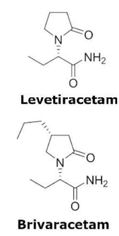 <p>synaptic vesicle glycoprotein 2a (SV2A)</p>