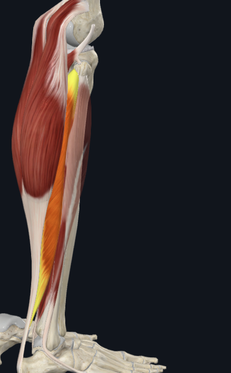 <p>what is the name of this following muscle and what compartment is it found in?</p>
