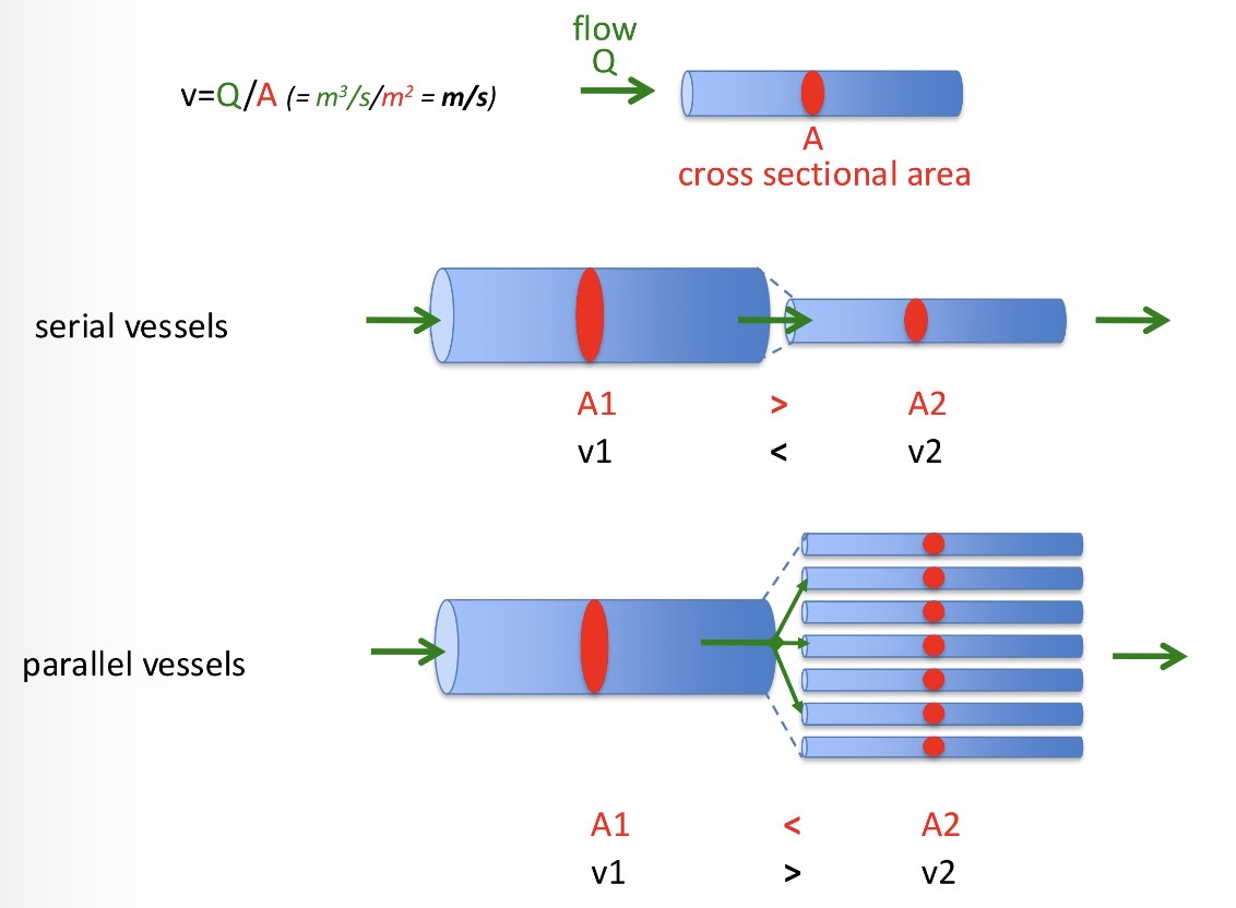<p>Determined by the cross section of the vessel and the flow strength.</p><p>V=Q/A</p>