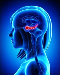 <p>a neural center located in the limbic system; helps process for storage explicit (conscious) memories of facts and events.</p>
