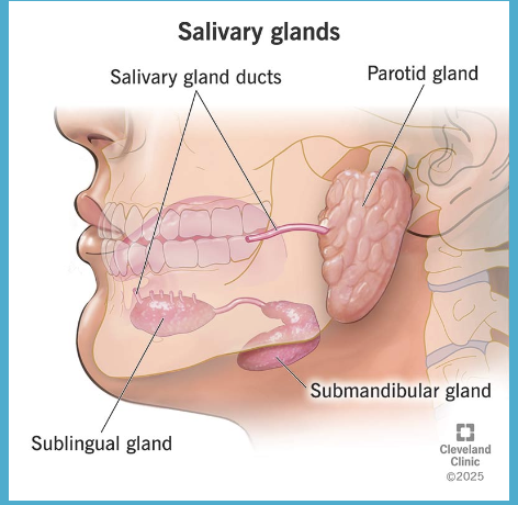 <p>3 major salivary glands </p><ul><li><p>sublingual</p></li></ul><p></p>