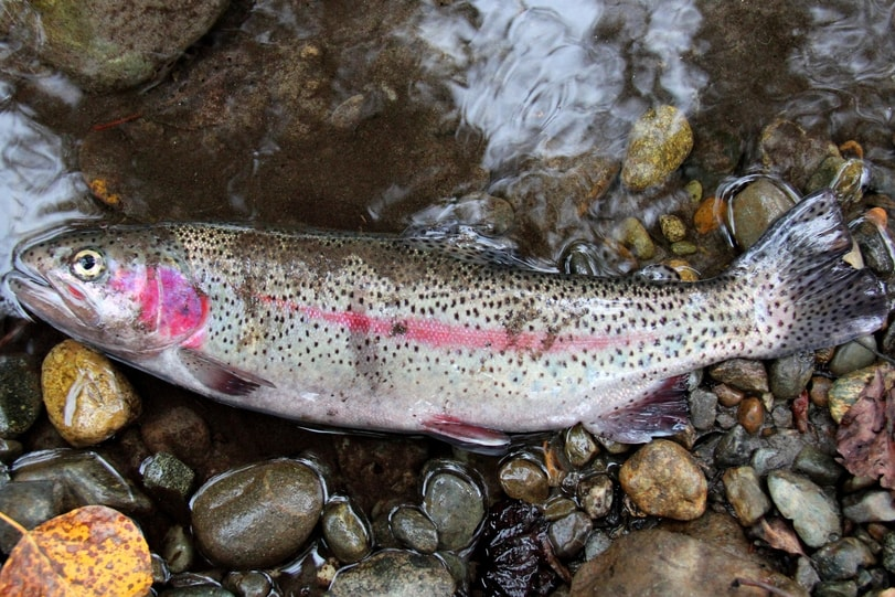 <p>Silvery trout with pink-red lateral stripe and many small black spots over body and tail; more heavily spotted overall than cutthroat trout. </p>