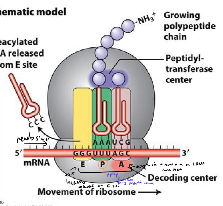 <ul><li><p>large and small sub unit</p></li><li><p>built around mRNA, with mRNa read 5’ to 3’</p></li><li><p>tRNA enters at A site, forms peptide bond at P site, and exits at E site</p></li><li><p>amino acid chain grows out with N terminus out</p></li></ul><p></p>