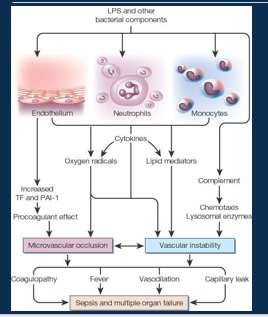 <p><span>•Sustained inflammatory signals/ bacterial challenge can lead to systemic (rather than localised) inflammation</span></p><p><span>•Activated white blood cells and build up of cytokines damage blood vessel endothelium.</span></p><p><span>•Damaged endothelium releases nitric oxide (NO) which causes further vasodilation and permeability, as well as more cytokines, complement and activated clotting.</span></p><p><span>•Procoagulant states (called disseminated intravascular coagulation - DIC) can result in microemboli and further tissue ischemia.</span></p>