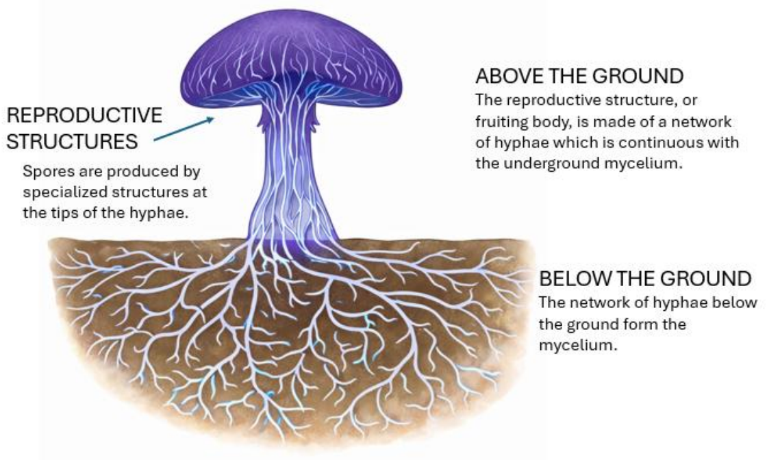 <p>What is a/mycelium?</p>