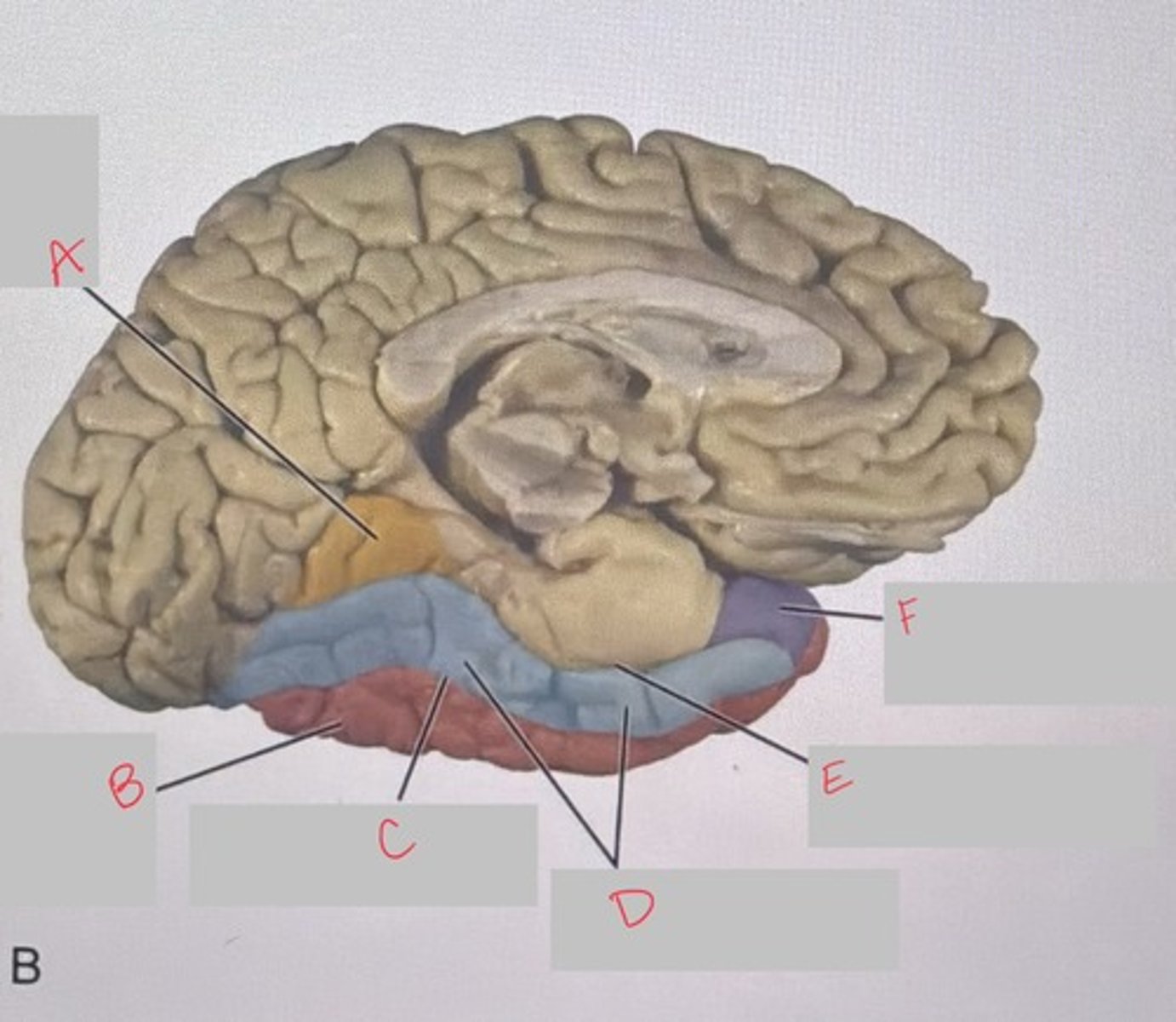 <p>What structure is marked C?</p>