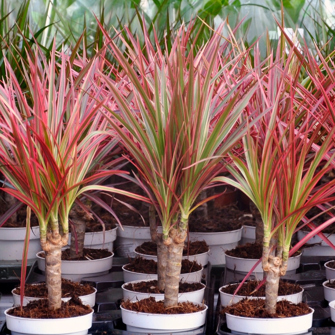 <p>Dracaena marginata</p>