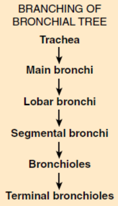 <p>Trachea → Main Bronchi → Lobar Bronchi → Segmental Bronchi → Bronchioles → Terminal Bronchioles </p>