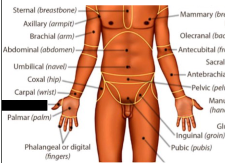 <p>what anatomical region is this?</p>