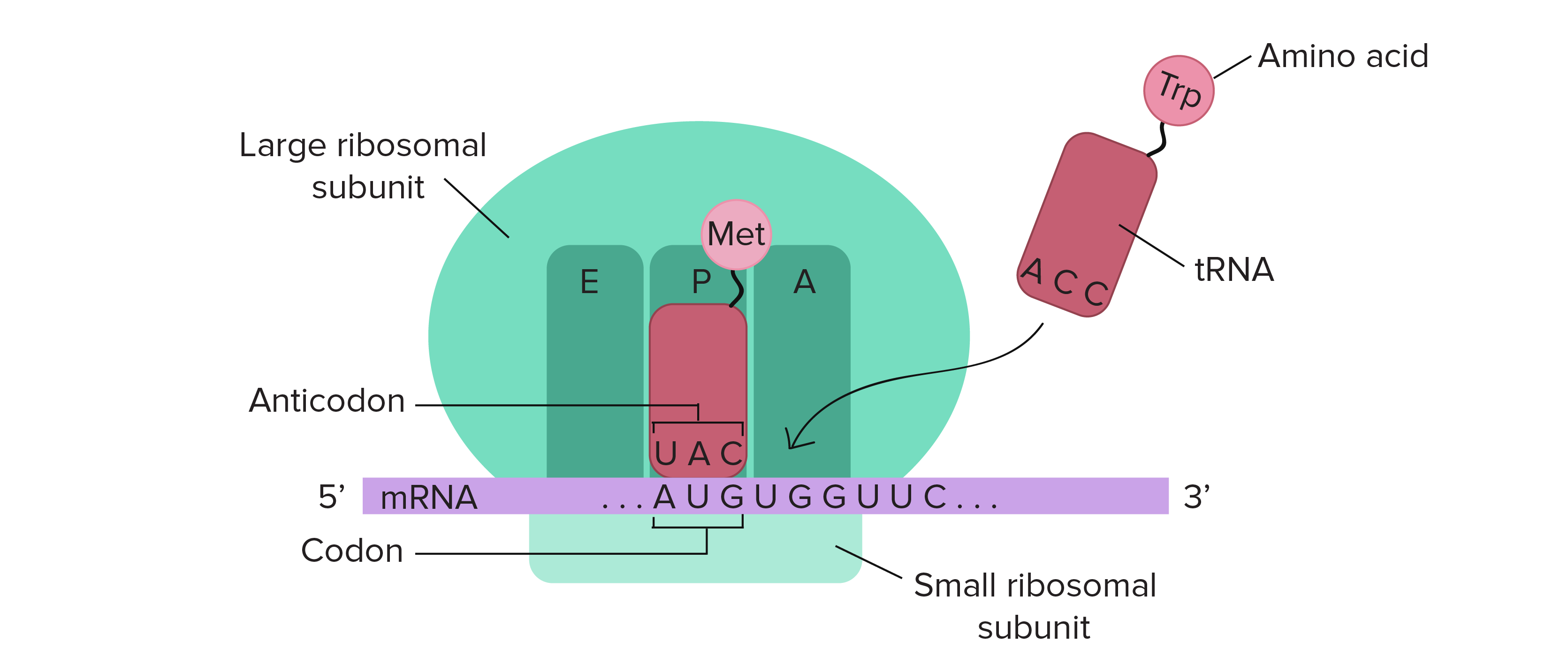 <p>Translation</p>