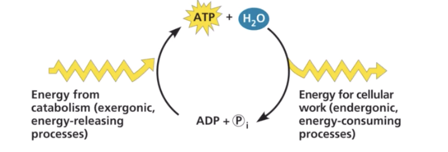 <p>Cells do 3 kinds of work: chemical, transport, and mechanical</p><p>This is accomplished through energy coupling- the coupling of an exergonic process to an endergonic process</p><ul><li><p>Breaking the bond needs energy</p></li><li><p>Forming the bond releases energy</p></li></ul><p></p>