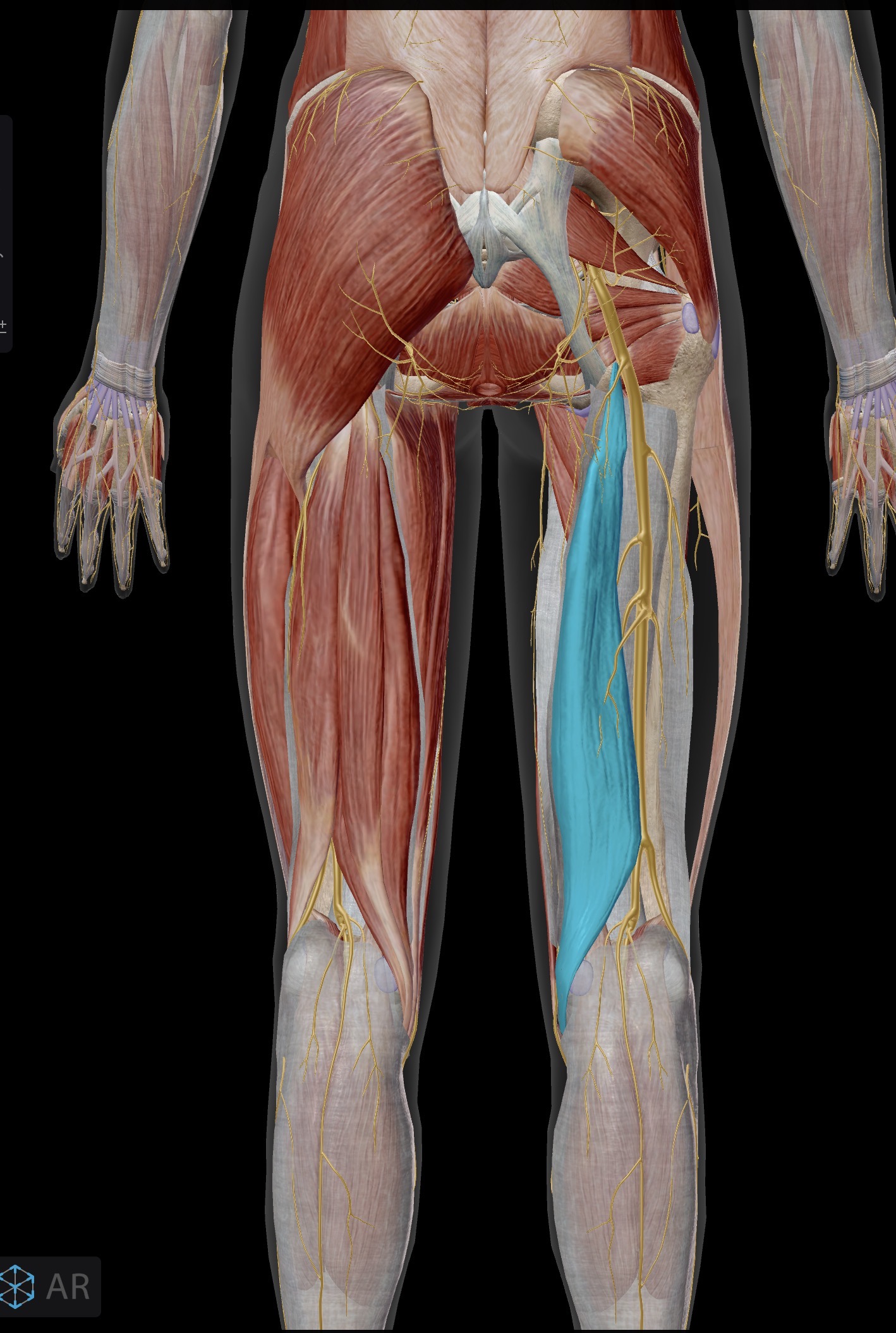 <p>Semimembranosus</p><p>O: Ischial tuberosity</p><p>I: posterior aspect of medial condyle of tibia</p><p>A: Hip extension and knee flexion</p><p>IN: Sciatic nerve</p>