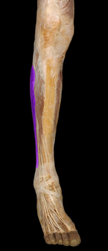<p>foot eversion, ankle plantarflexion</p>